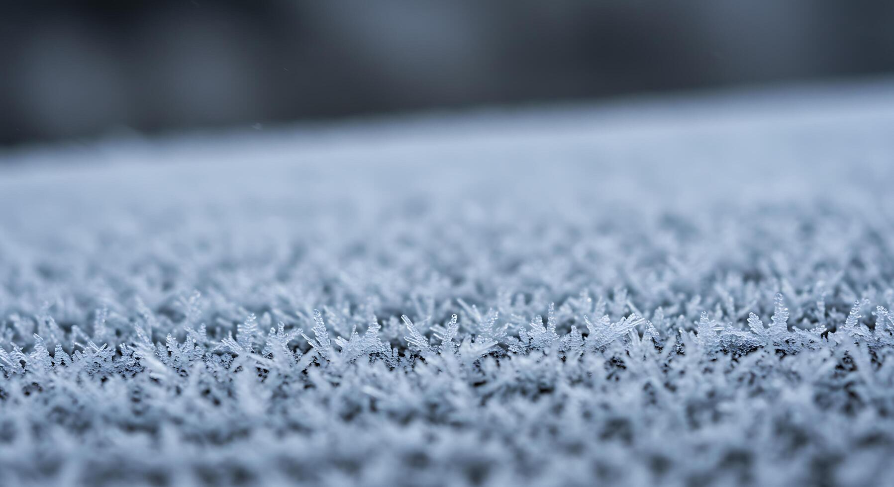 Frosty grass in the morning photo