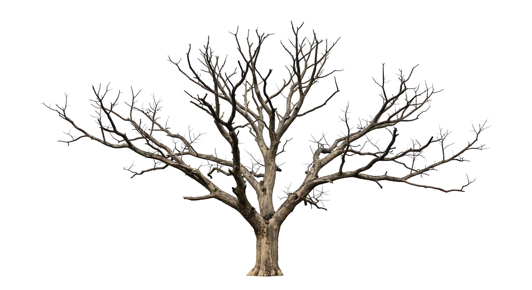 A dead tree is shown on a white background photo