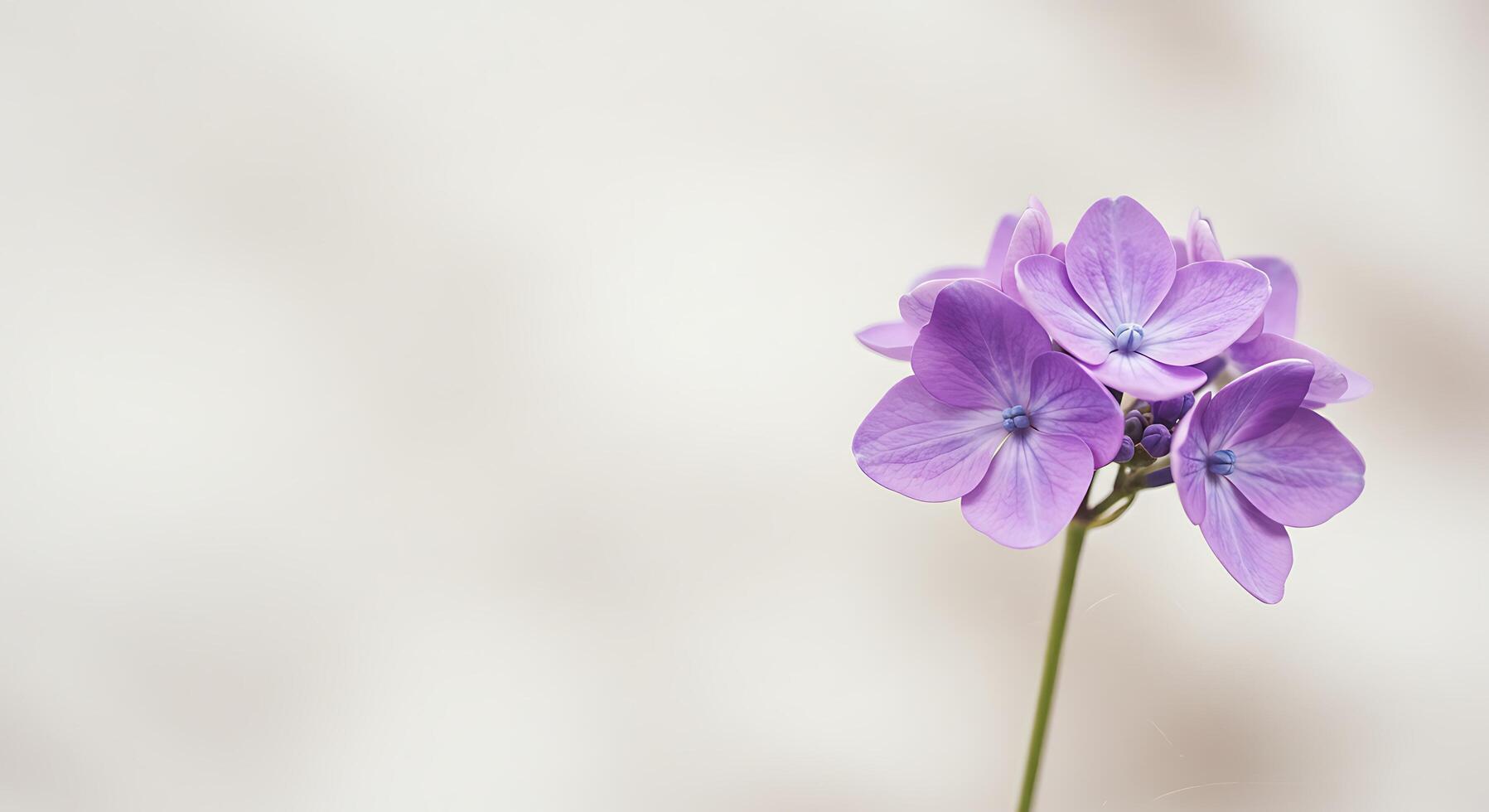 A single purple flower is in front of a white background photo