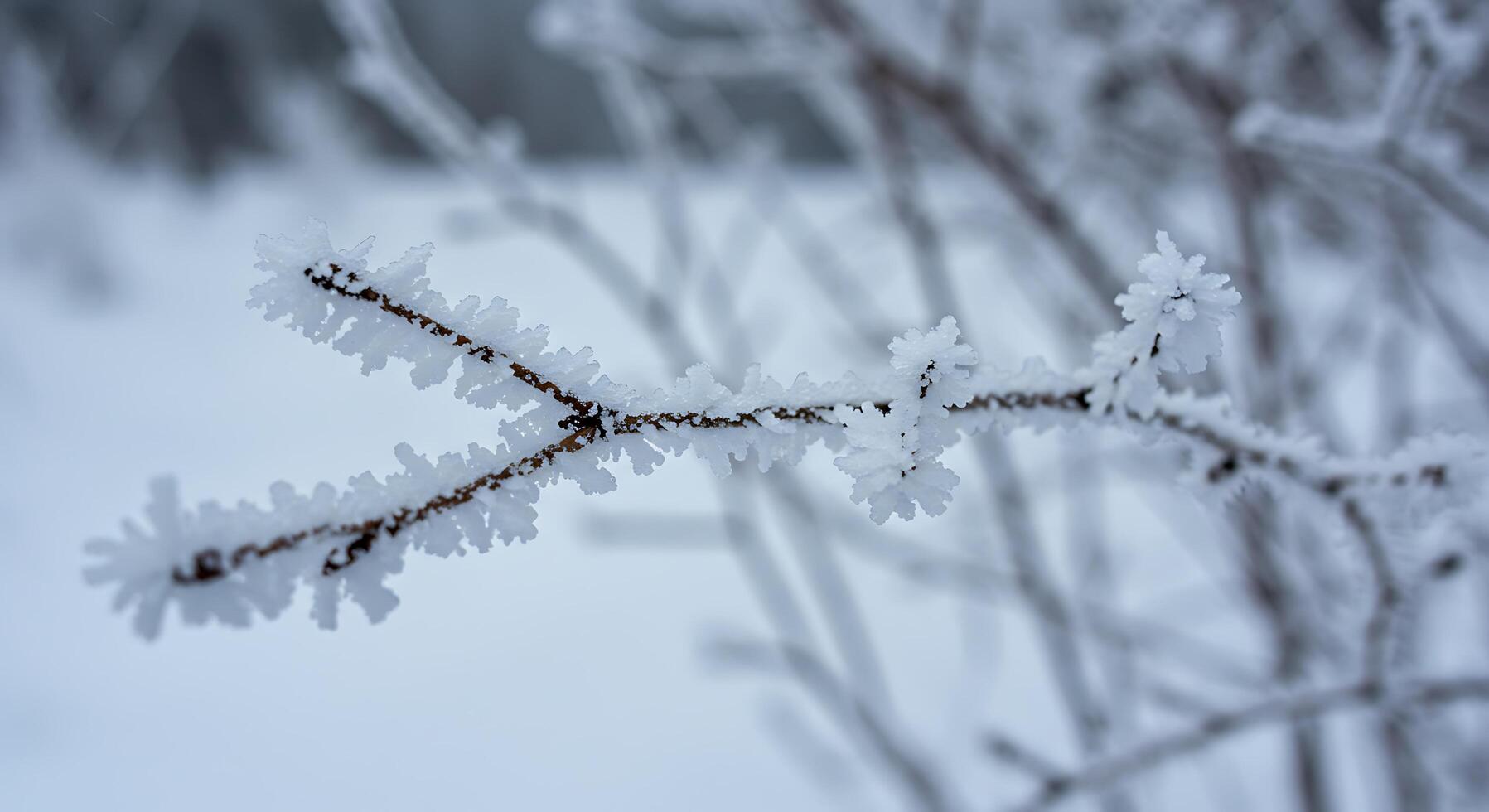 A branch with ice on it photo