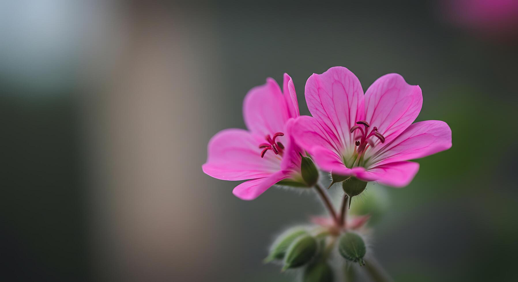 A close up of two pink flowers photo