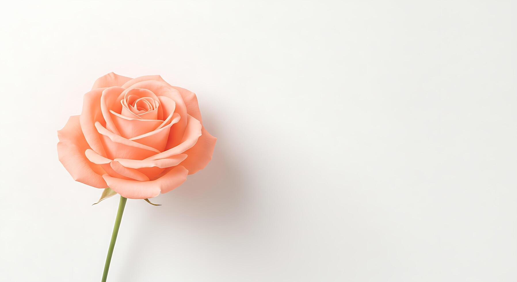 A single rose on a white background photo