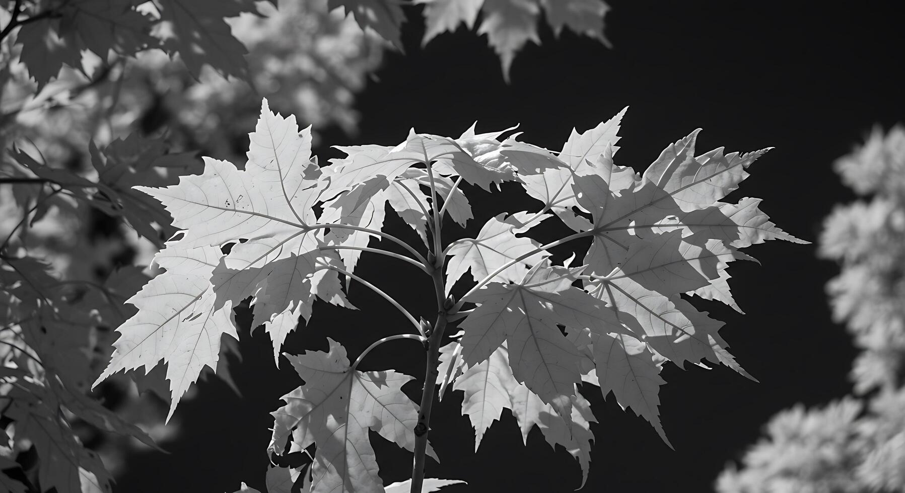 Black and white photograph of leaves on a tree photo