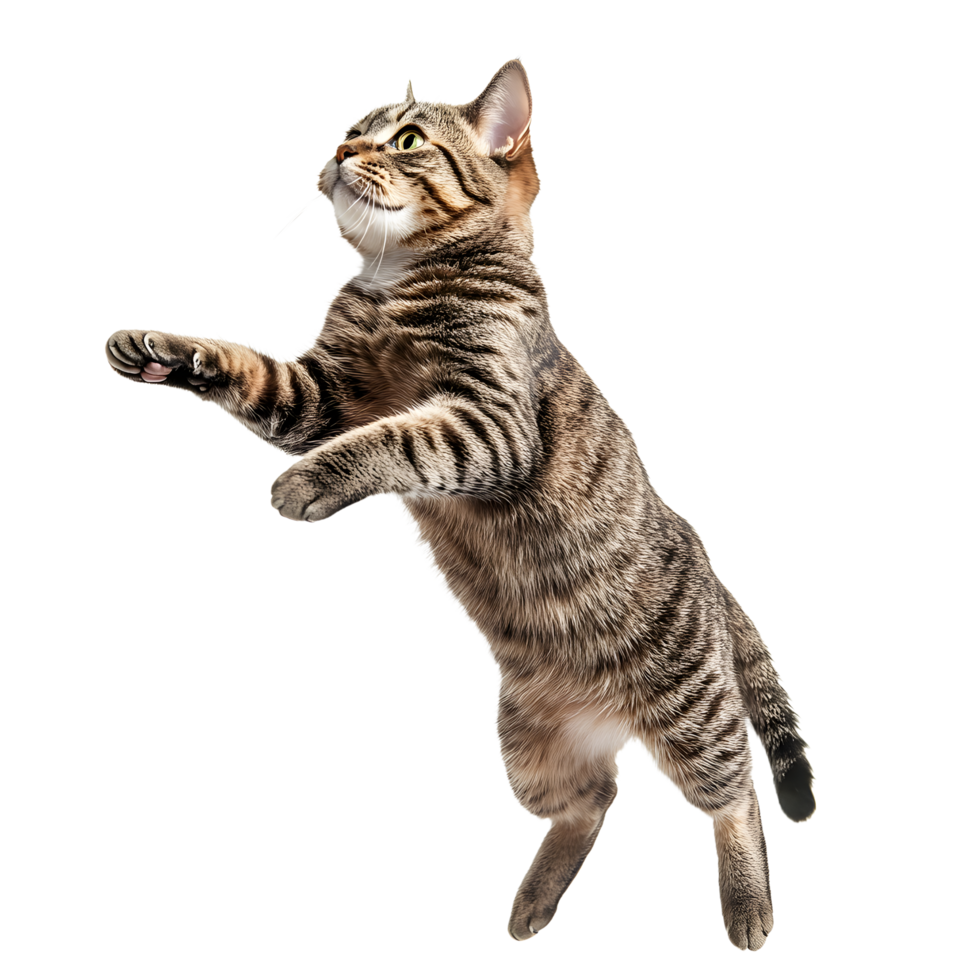Agile tabby cat leaping and reaching with paws extended isolated on transparent background png