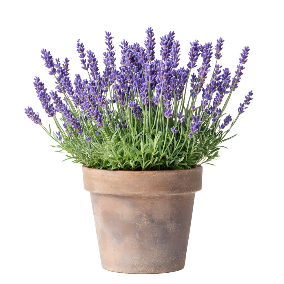 A beautiful potted lavender plant with purple flowers and green leaves isolated on transparent background png