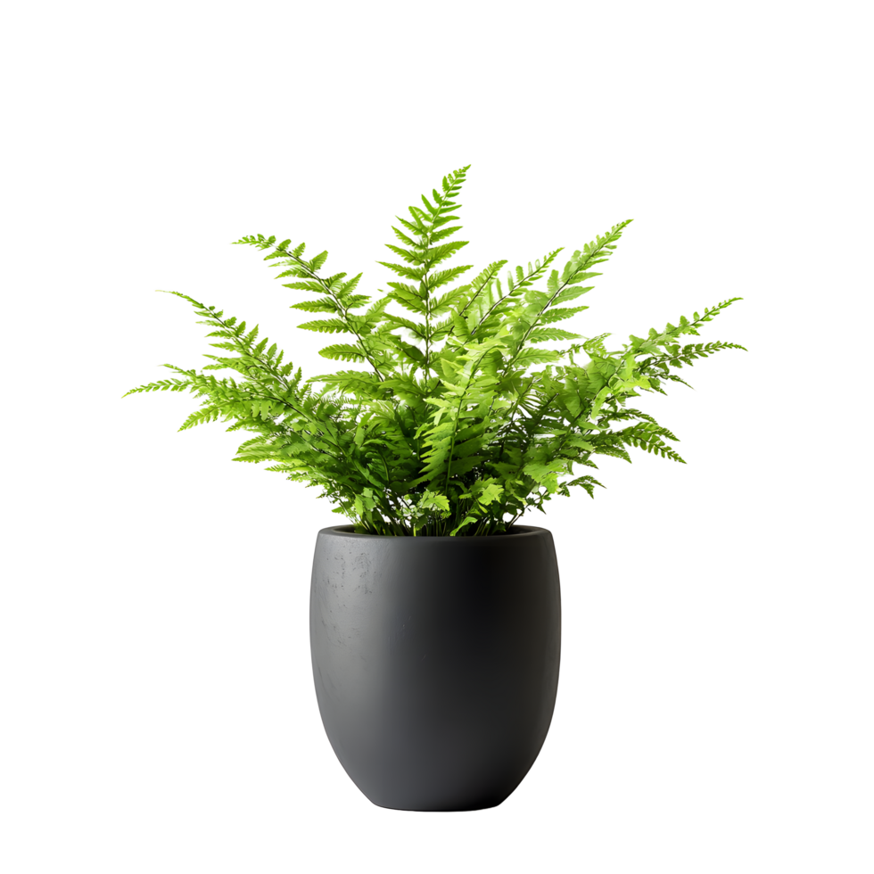 Lush green fern plant in a modern dark gray oval pot isolated on transparent background png