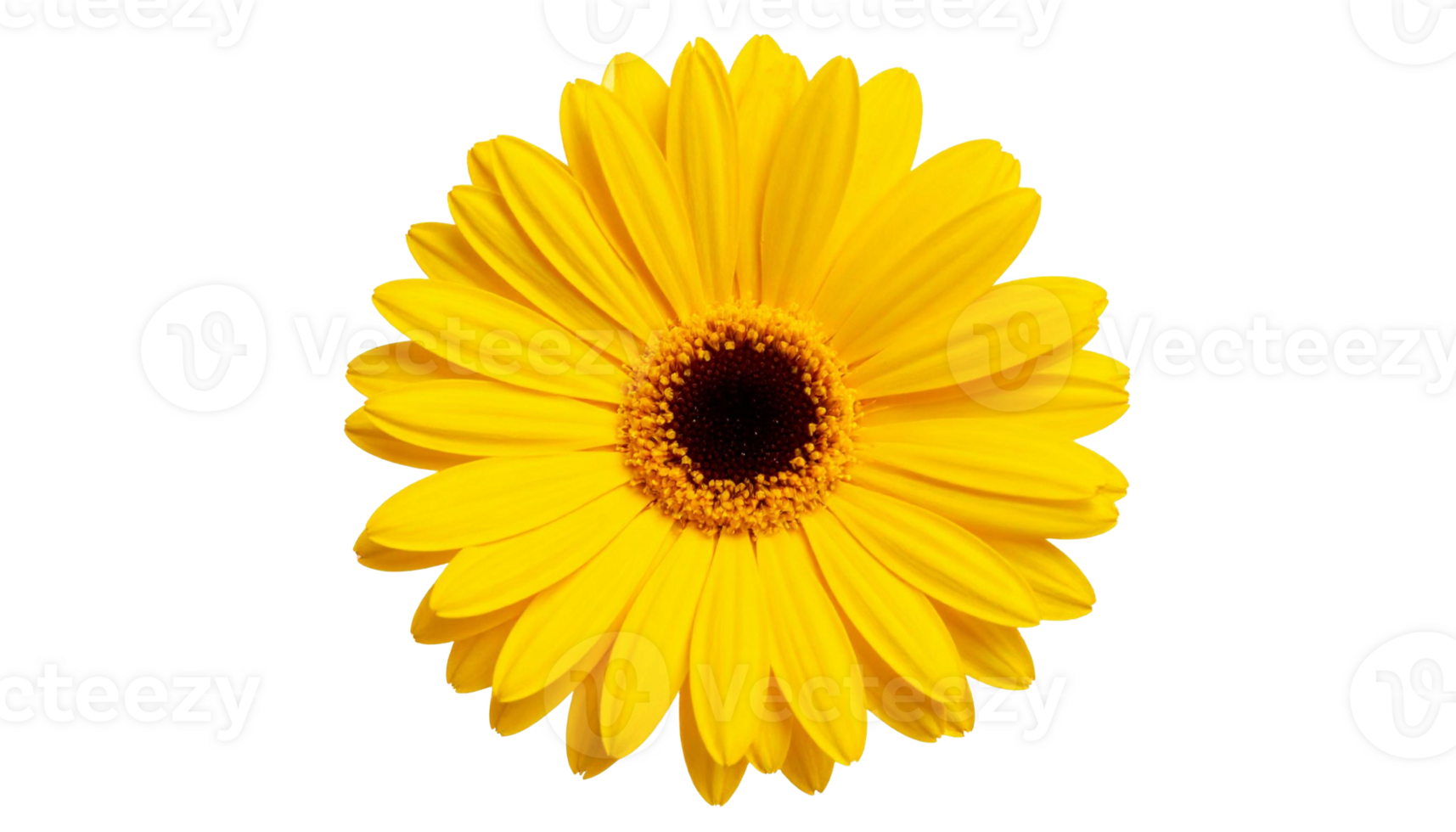 Vibrant Yellow Gerbera Daisy Flower Closeup png