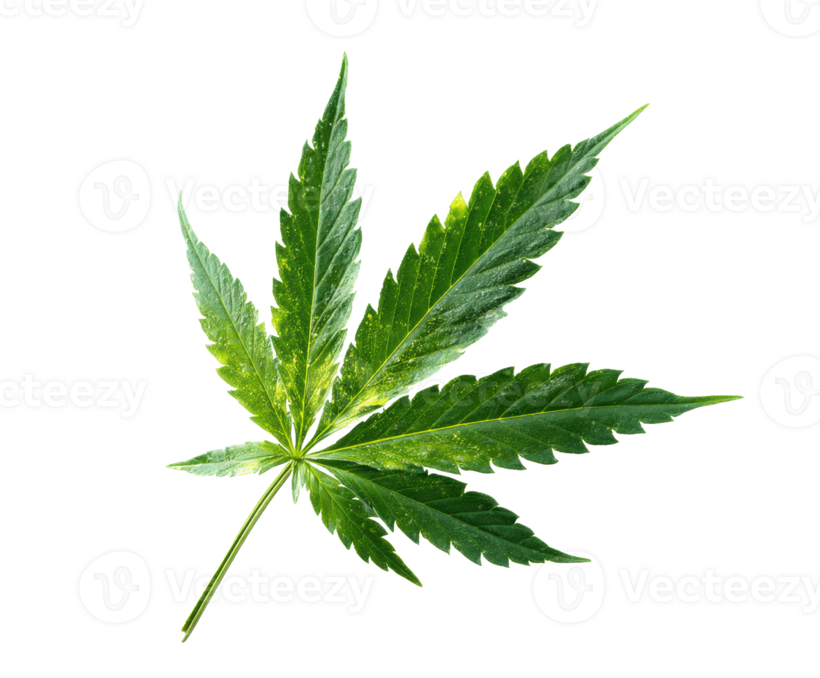 Green cannabis leaf for herbal remedies and natural wellness png