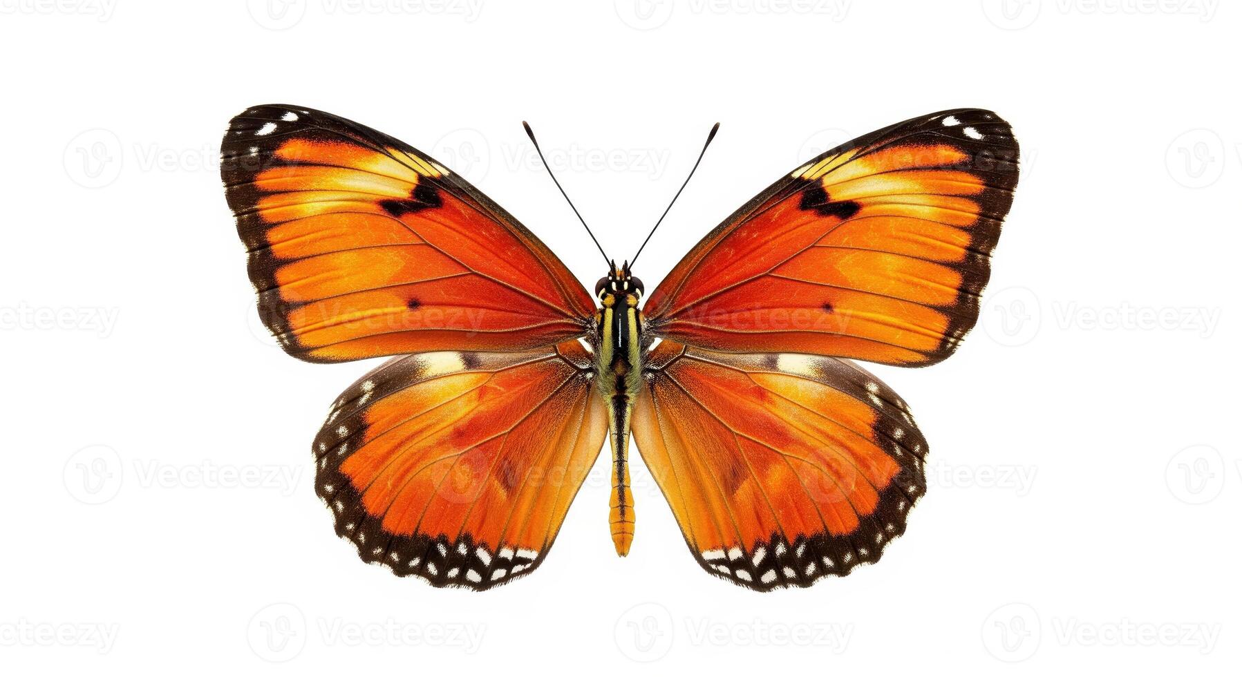 An orange butterfly is shown on a white background photo