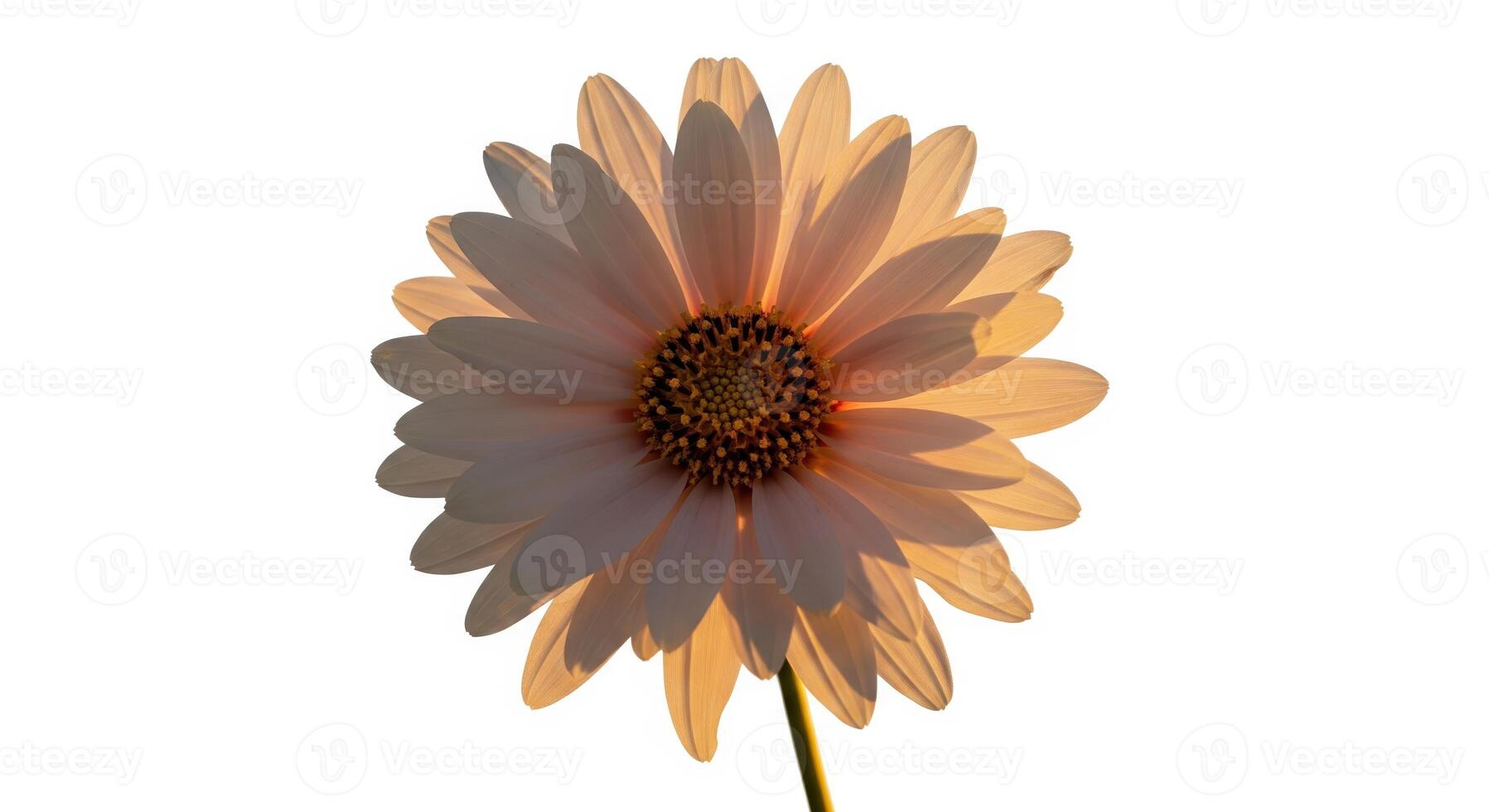 A single flower is shown in the sun photo