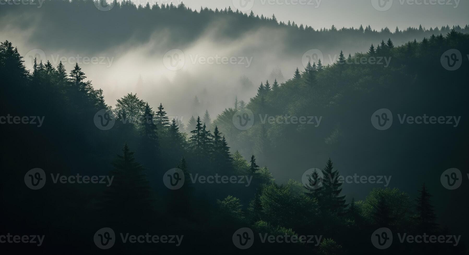 A forest with trees and fog in the background photo