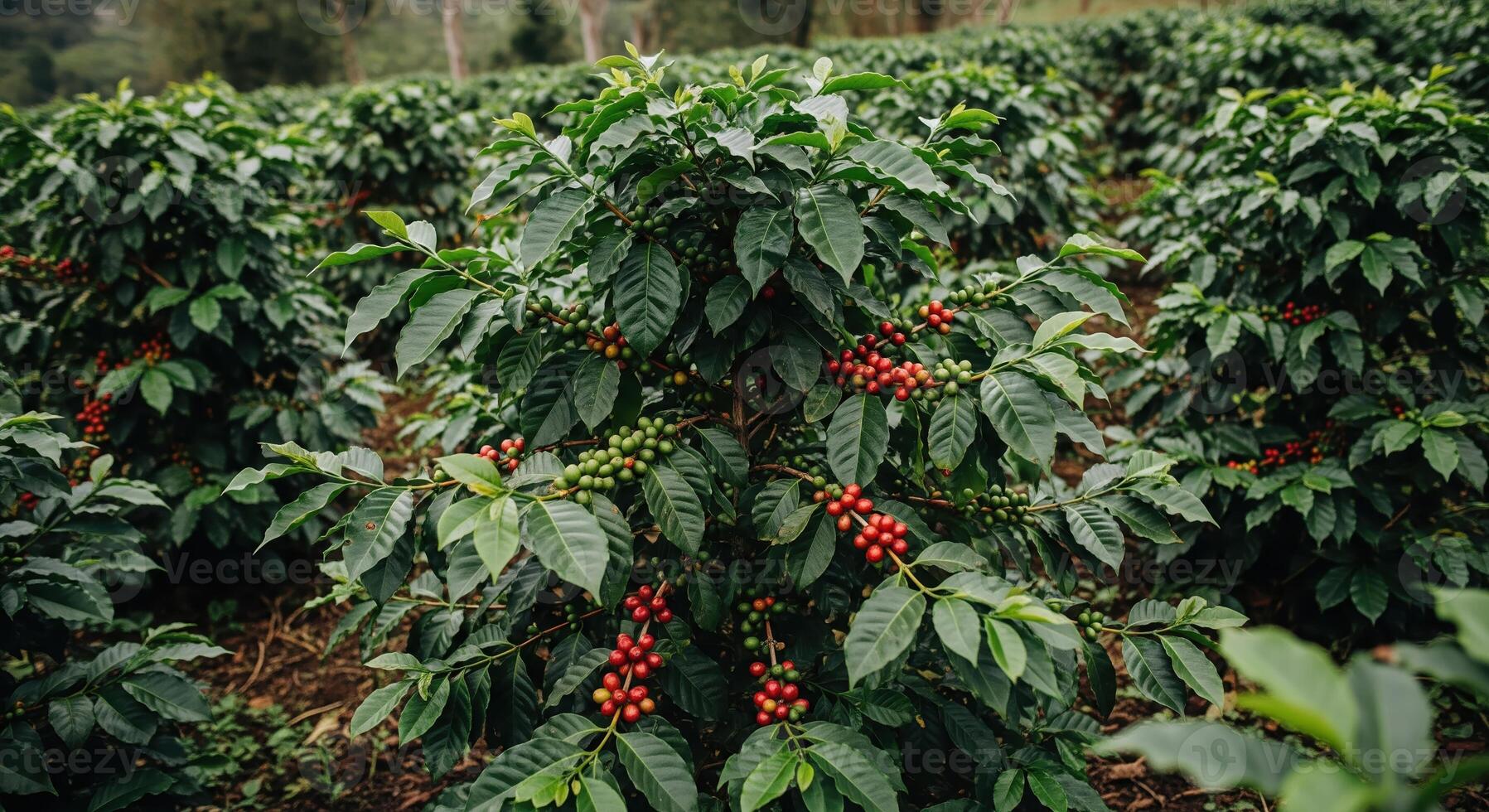 Coffee beans growing on a tree in a coffee plantation photo
