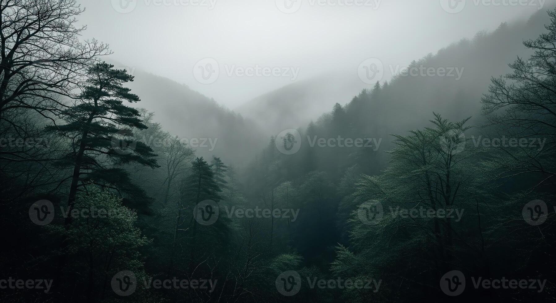 A foggy forest with trees and trees photo