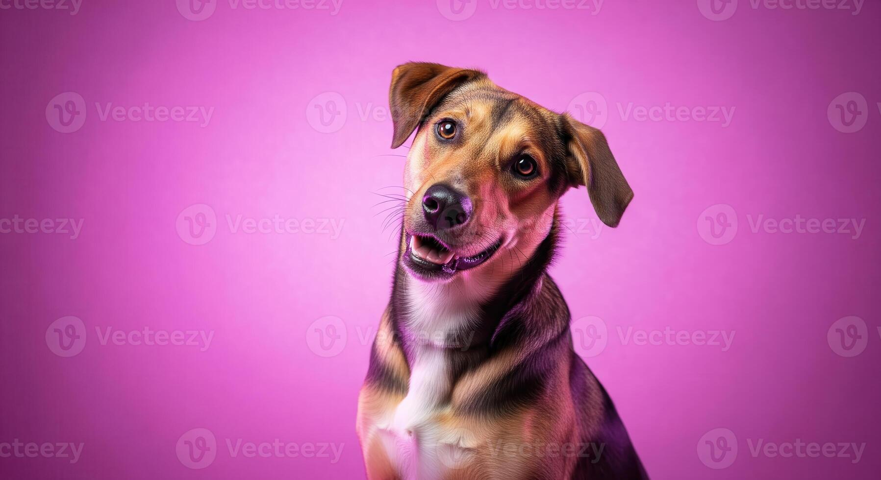 A dog is looking up at the camera on a purple background photo
