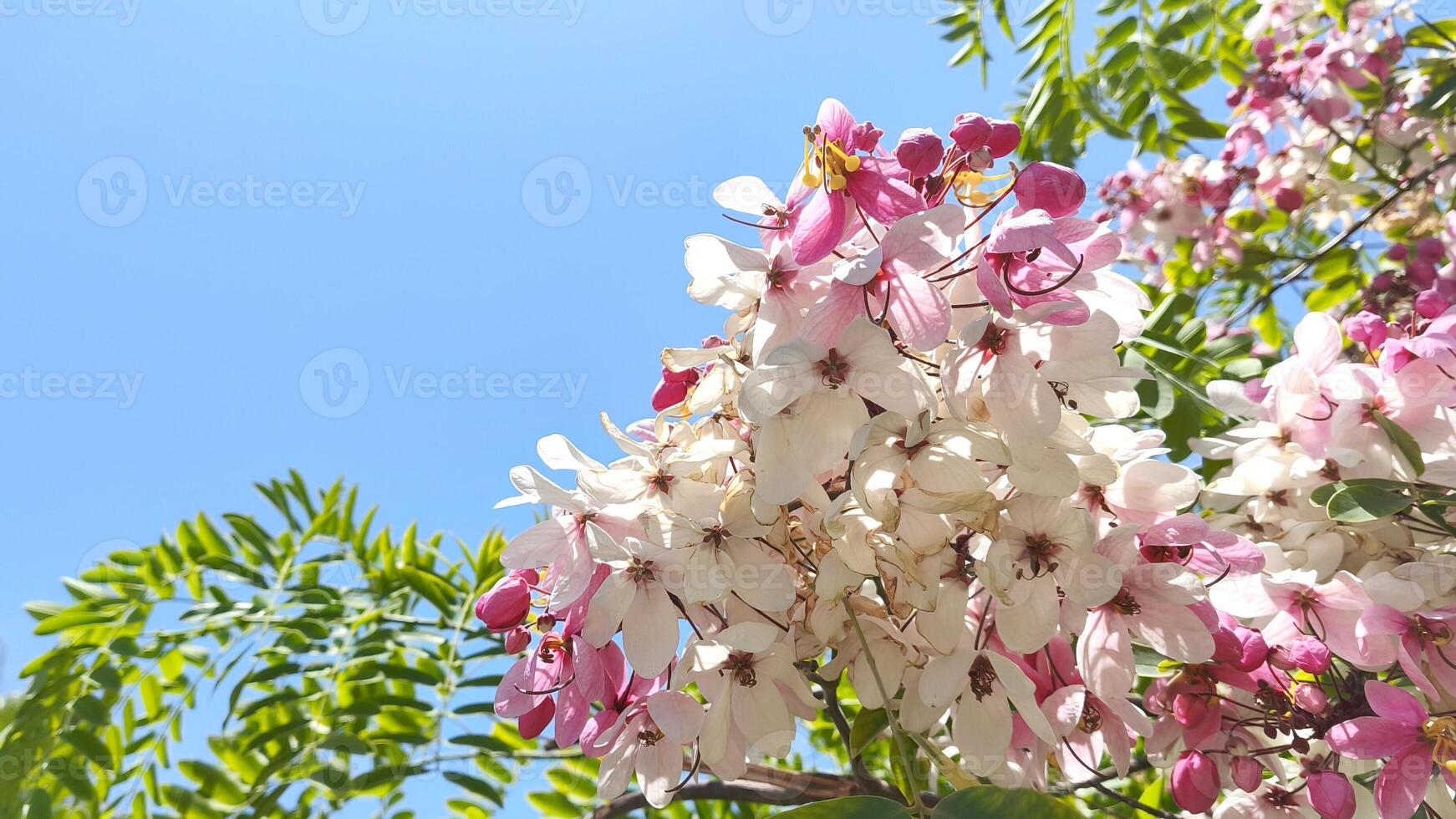 Bright pink and white acacia flowers bloom under clear blue sky. Natural botanical background with flowers with clear blue sky. Copy space photo