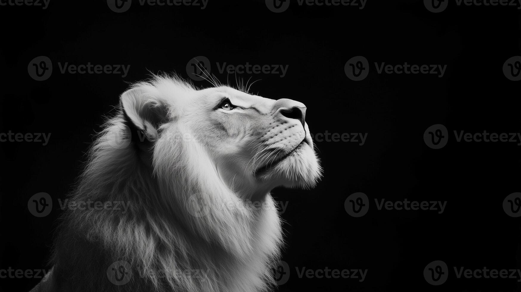 White lion looking upwards photo
