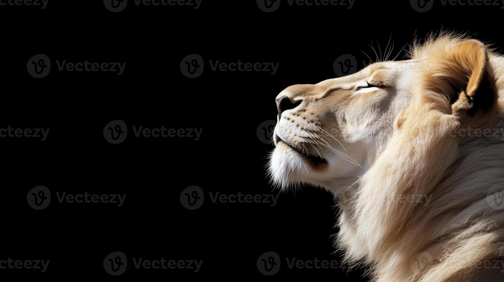 A lion is looking up at the sky photo