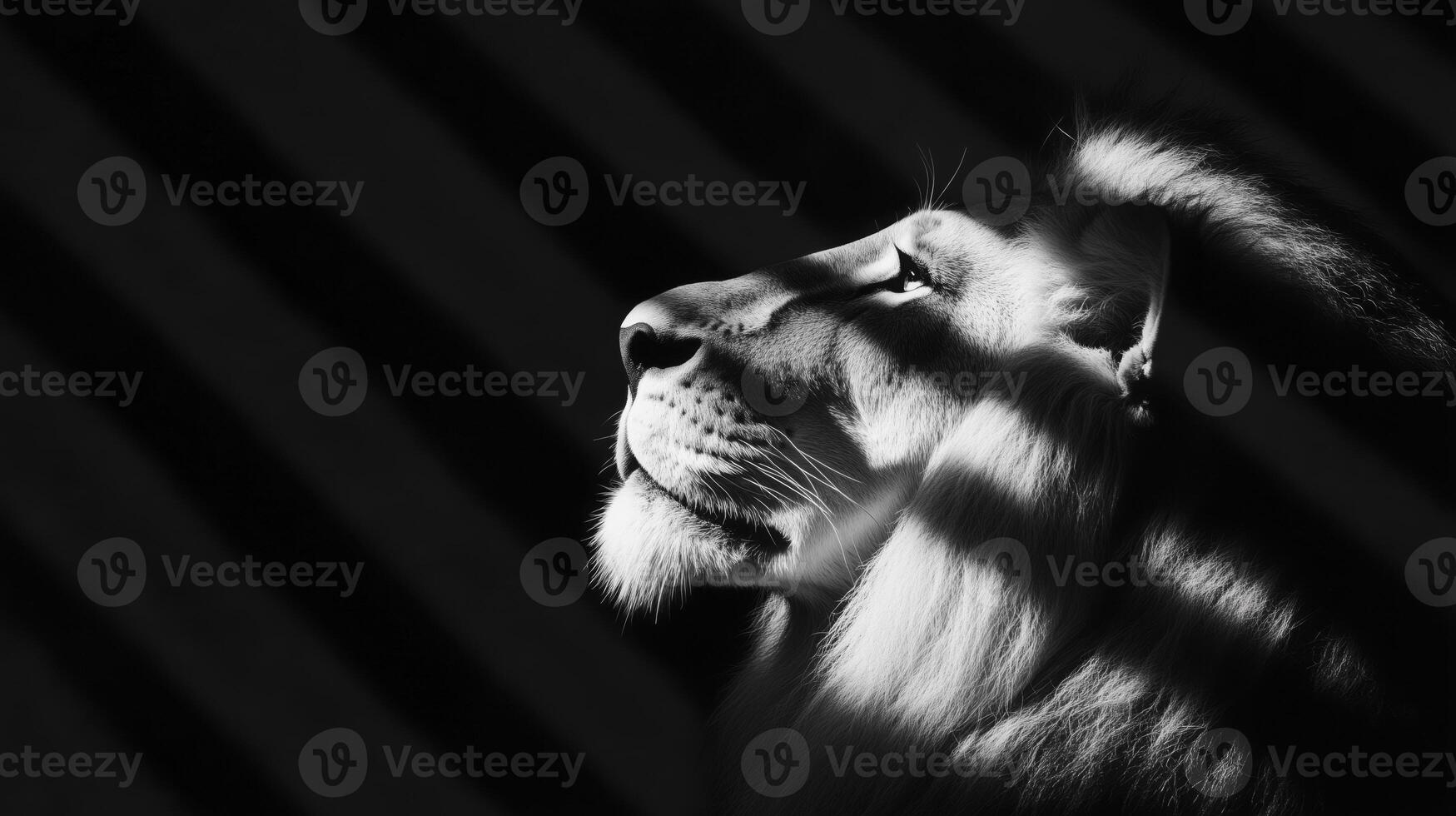 A black and white photo of a lion