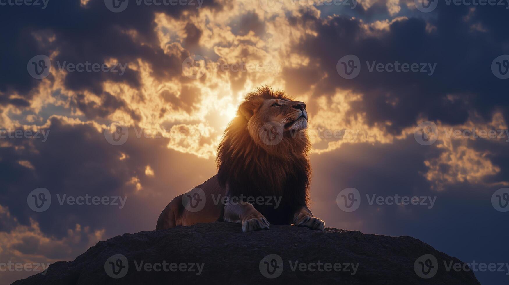 Lion resting on a rock at sunset photo