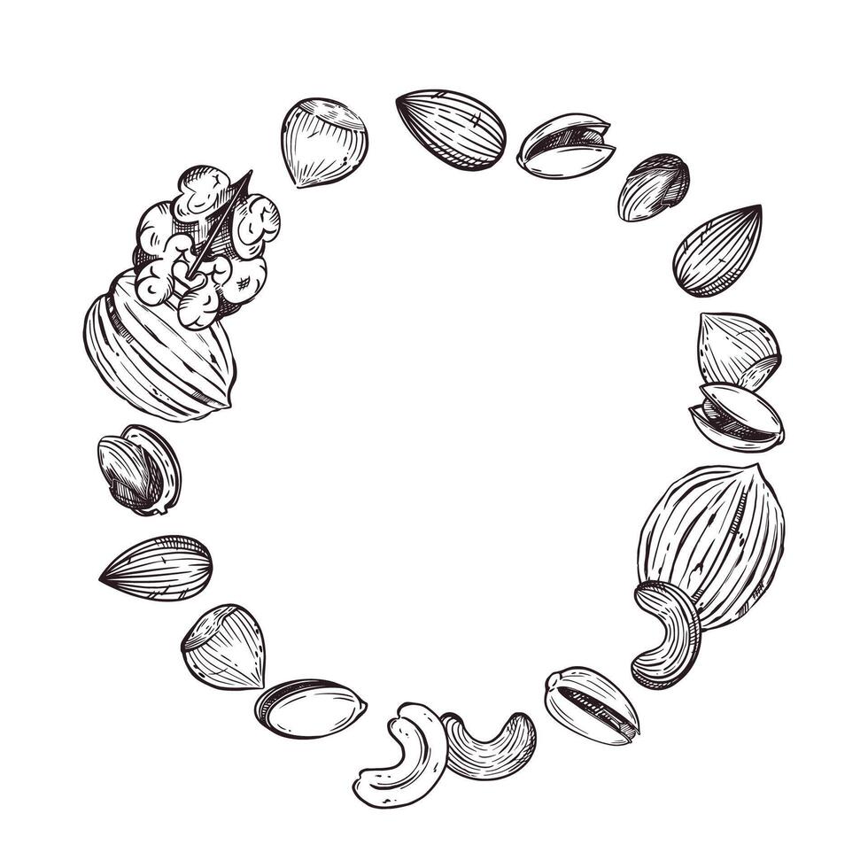 illustration of nuts, walnuts, pistachios, almonds, hazelnuts, cashews. All objects are hand-drawn in . For printing on nut packaging, for the design of departments in the store vector