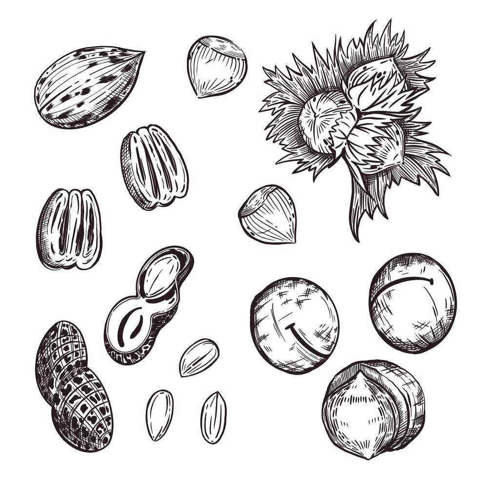 Nuts, pecans, hazelnuts, macadamias, peanuts, hazelnuts, all objects are hand-drawn in . illustration for printing on food packaging, for fabric, paper vector