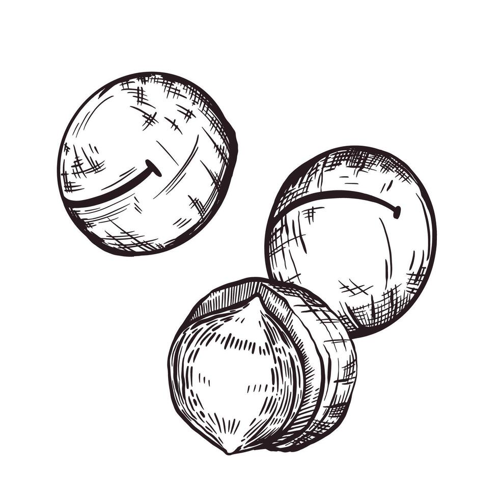 Inshell and unshelled macadamia nut, hand-drawn in . illustration. For printing on food packaging, label design, tableware and fabric printing. vector