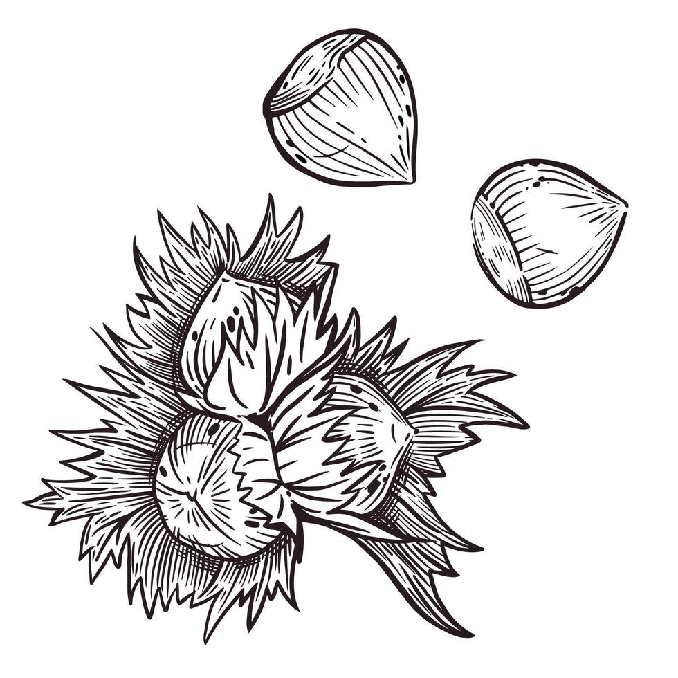 A set of illustrations. Hazelnut, hazelnut, hazelnut, all illustrations are hand-drawn in . The illustration is suitable for printing on paper, fabric, for the design of food packaging vector