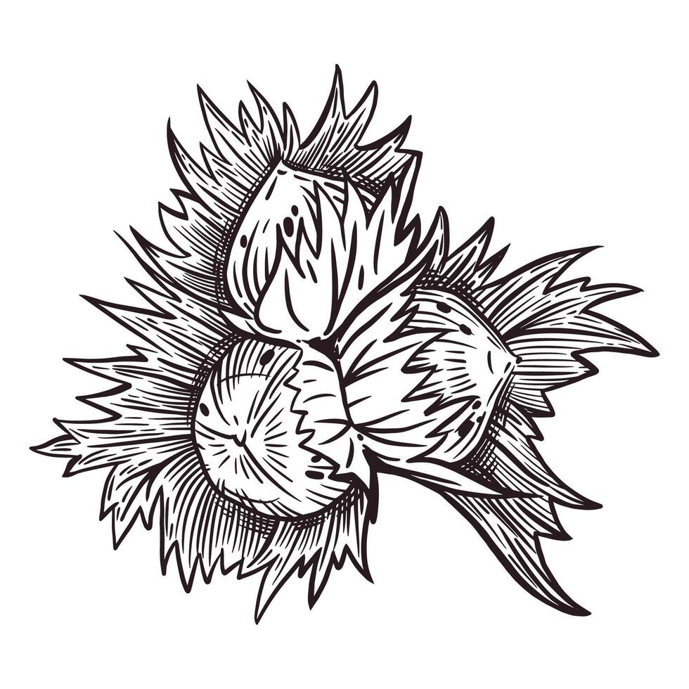 Hazelnut, hazelnut and hazelnut with leaves and a branch. All objects are hand-drawn with ink. For printing on fabric, paper, for nut packaging design, food stores, tableware printing vector