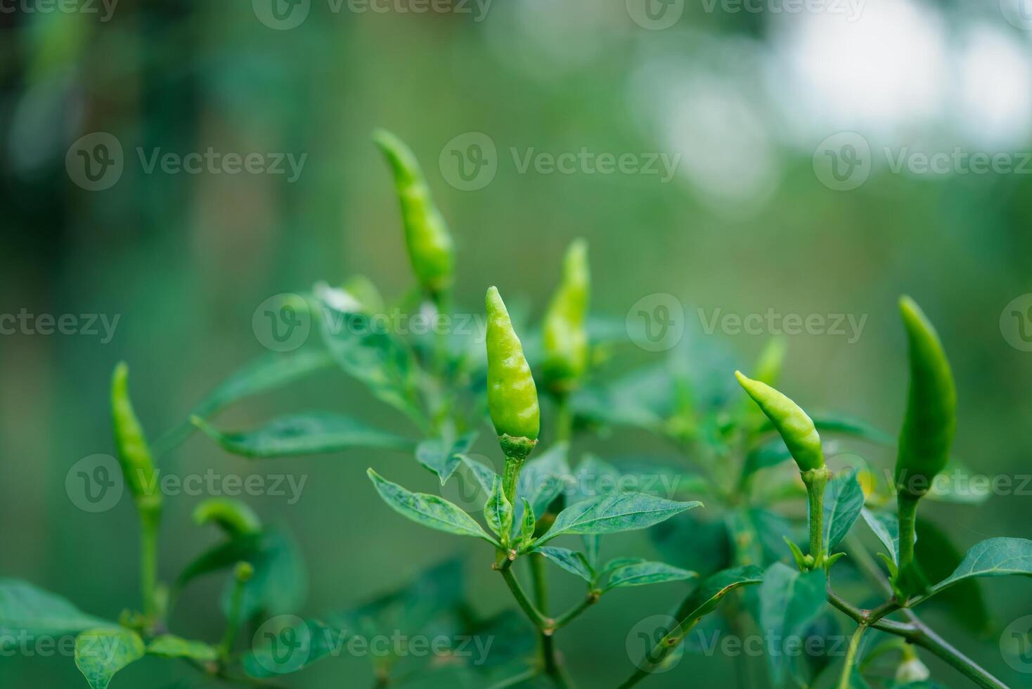 Green chili plant with leaves and green peppers photo