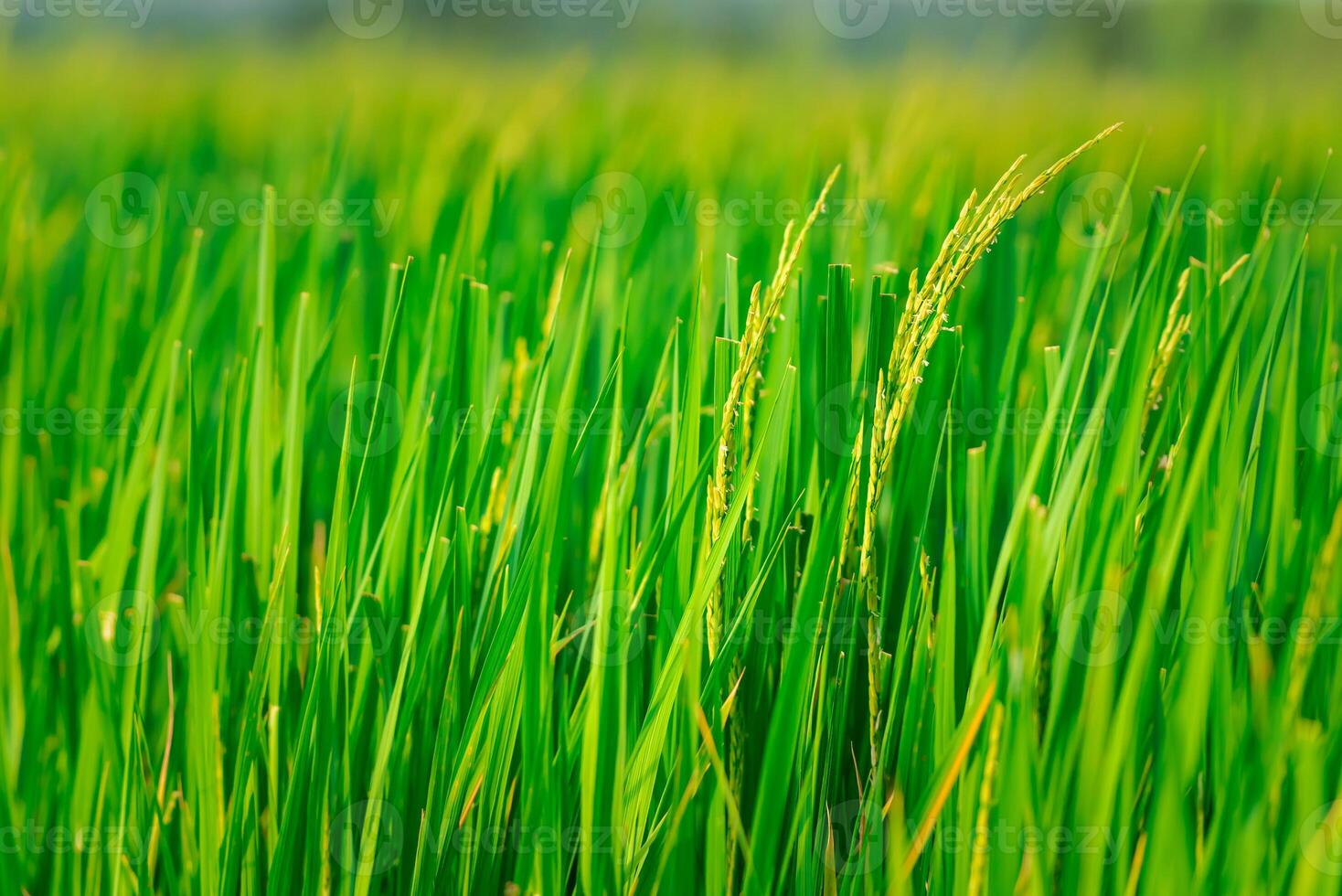 Green rice field with blurry background photo