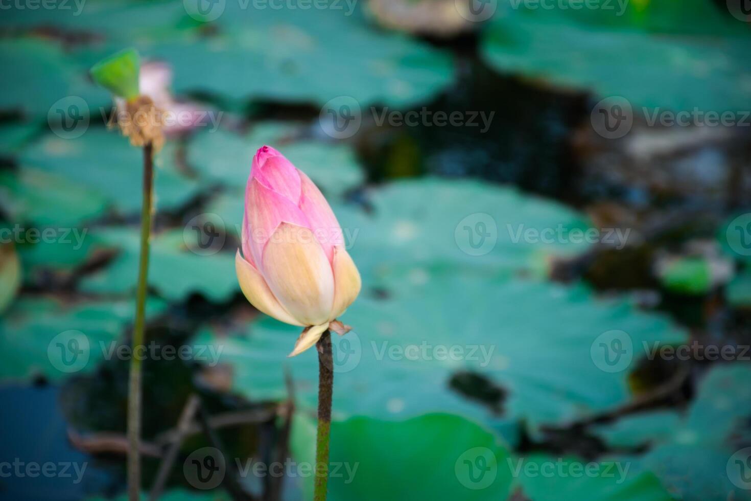 A pink lotus flower in the middle of a pond photo