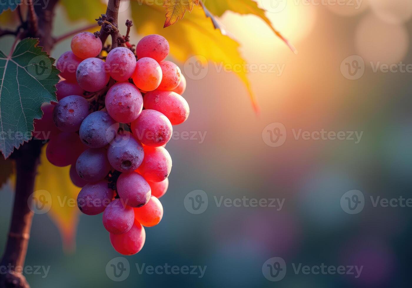 Bunch of pink grapes hanging from vine during sunset in vineyard photo
