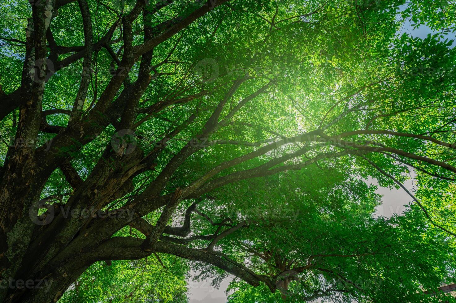 Green tree in forest. Nature background for carbon neutrality. Natural carbon sink fight climate change. Sustainability in carbon-neutral ecosystems. Sustainable environment. Carbon capture. photo