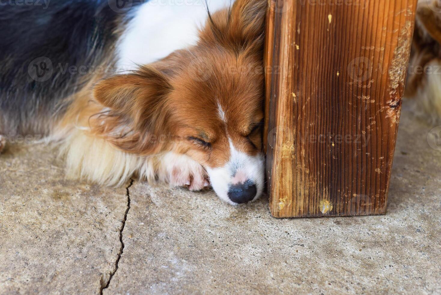 peaceful dog resting under the sun rays with closed eyes photo
