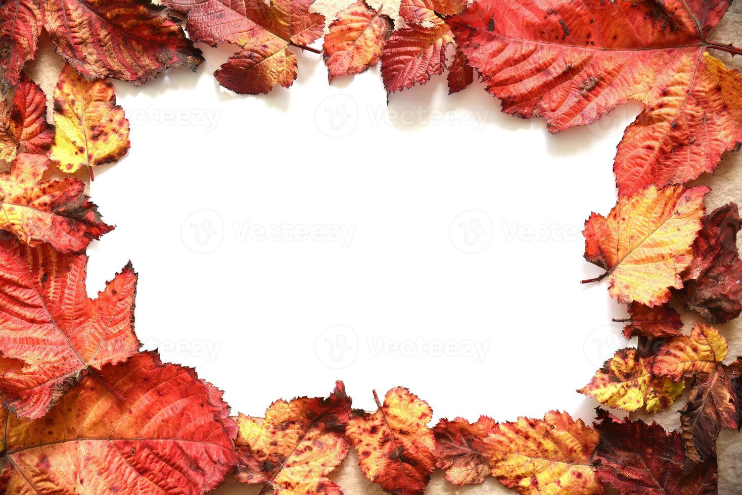Frame made of autumnal red and orange tree leaves with white paper sheet in the middle. Nature background photo