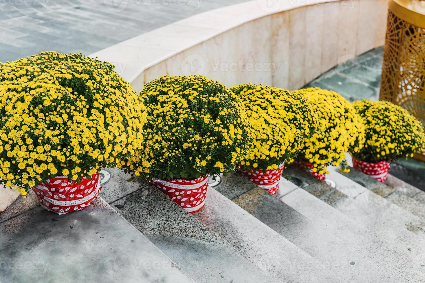 decorations and chrysanthemums flowers as symbol of wealth for Tet Lunar New Year photo