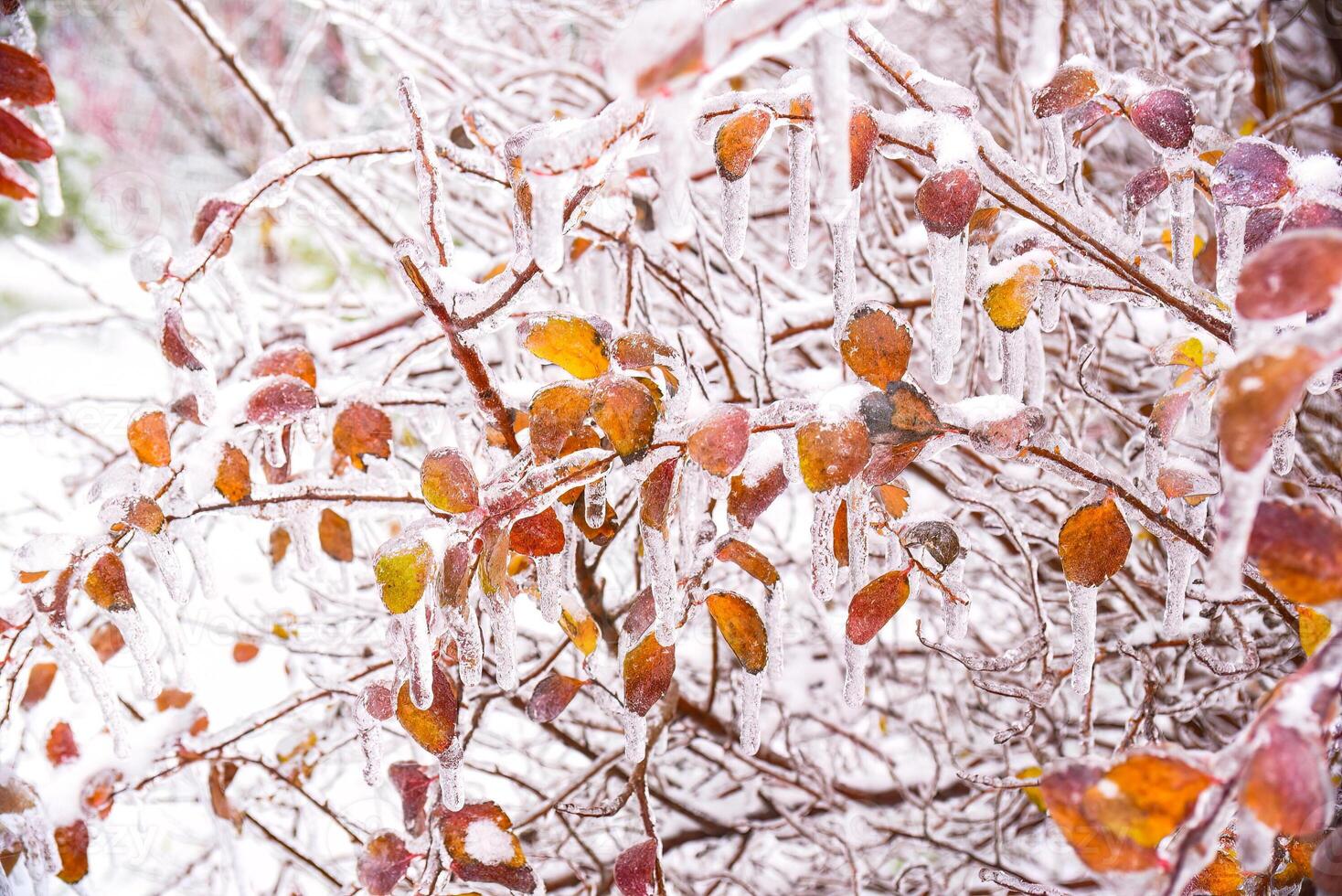 Orange dry leaves growing on the branches covered with ice photo