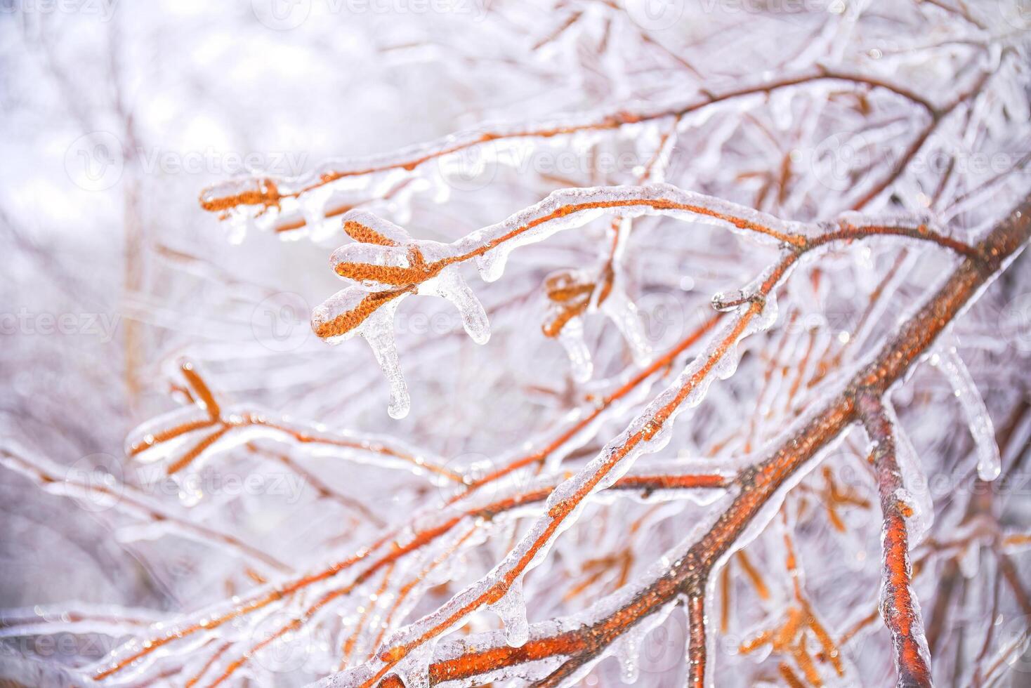 frozen birch catkins covered with ice. Russia, winter photo