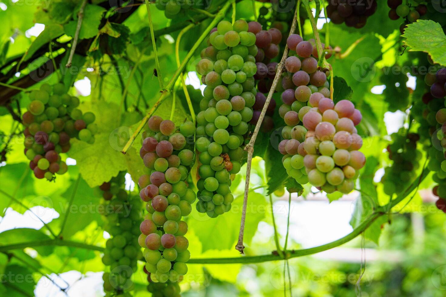 Explore a vibrant vineyard with clusters of unripe grapes glistening in the sunlight. These grapes embody the promise of a bountiful harvest, celebrating nature and healthy living. photo