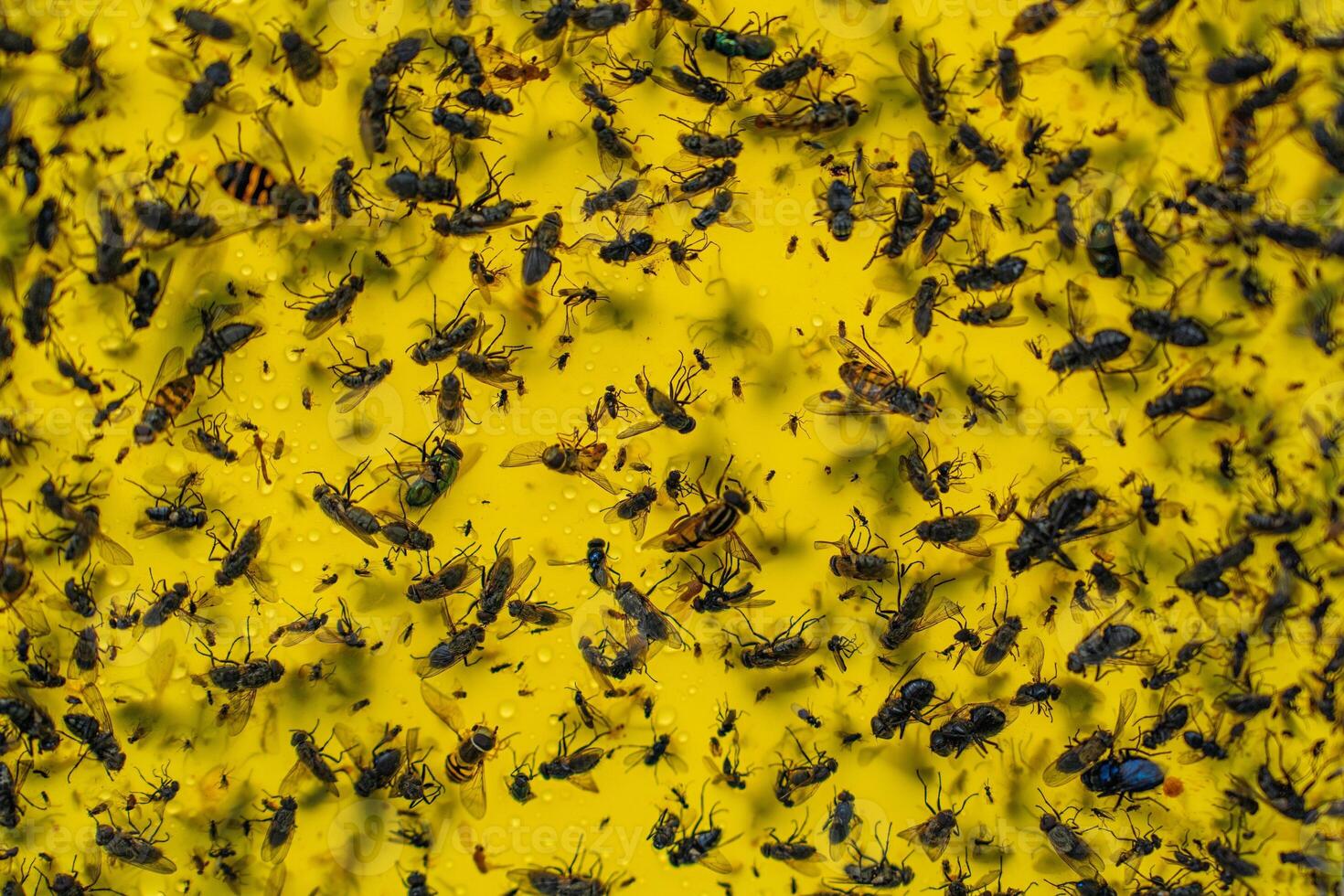 A close-up shot shows a yellow sticky trap filled with dead flies and bugs, illustrating the effectiveness of pest control. The image highlights the reality of insect management. photo