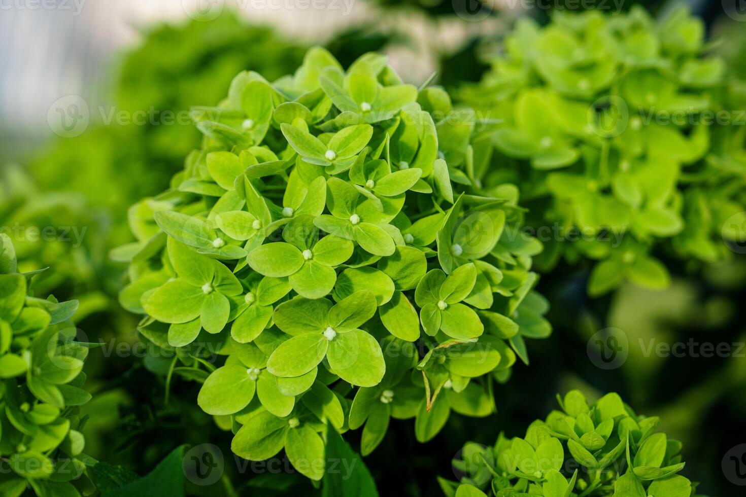 Experience the beauty of lush green hydrangea blooms in this captivating image. Perfect for adding freshness and a touch of nature to your projects, it evokes serenity and natural elegance. photo