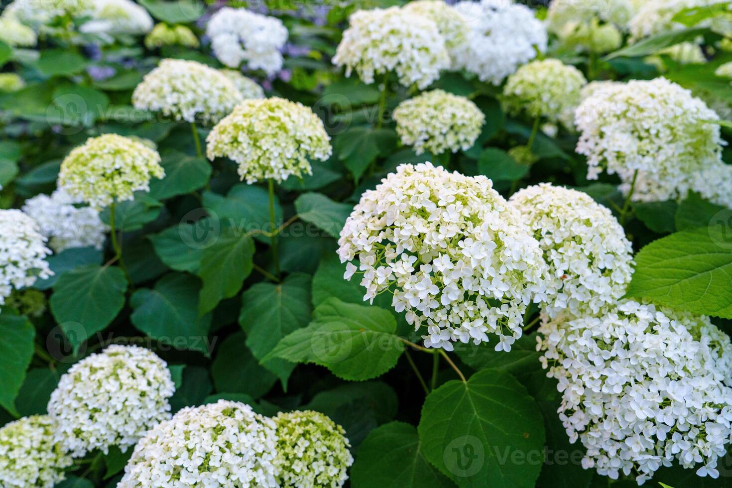 Discover the beauty of white hydrangea blooms in this stunning image. The delicate petals and lush green leaves create a serene floral display, perfect for backgrounds and nature lovers. photo