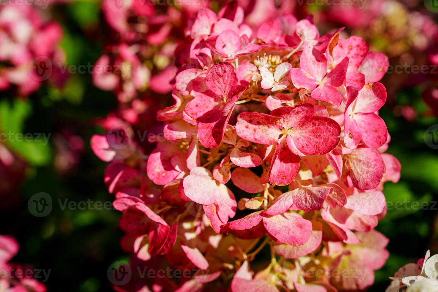 Capture the beauty of a pink hydrangea blossom in full bloom. This image highlights the intricate details and vibrant colors of this beloved flower, perfect for adding elegance to any project. photo