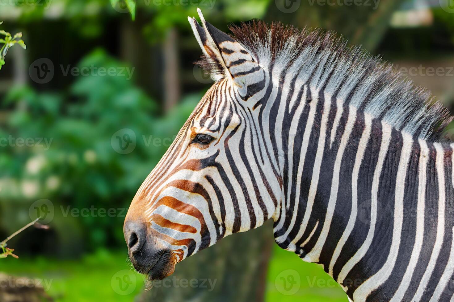 A stunning zebra portrait featuring bold black and white stripes against a lush green backdrop. This captivating image highlights the unique beauty of the zebra, perfect for nature enthusiasts. photo