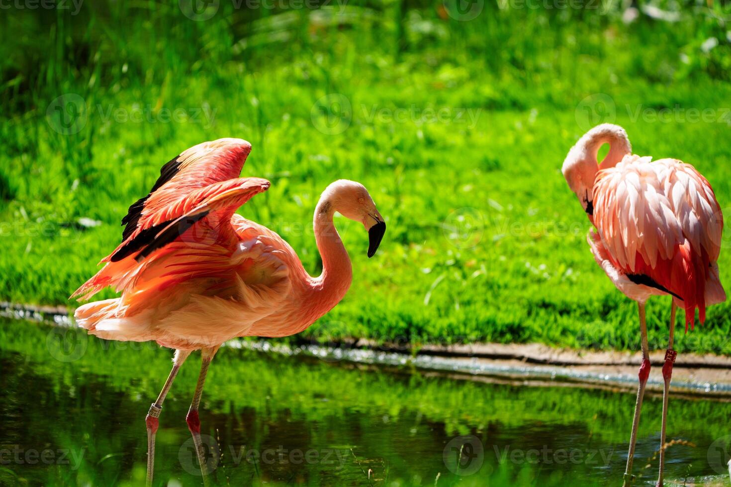 Two Caribbean flamingos wade through calm waters, one spreading its colorful wings. A stunning display of nature s beauty, ideal for wildlife and zoology themes. photo