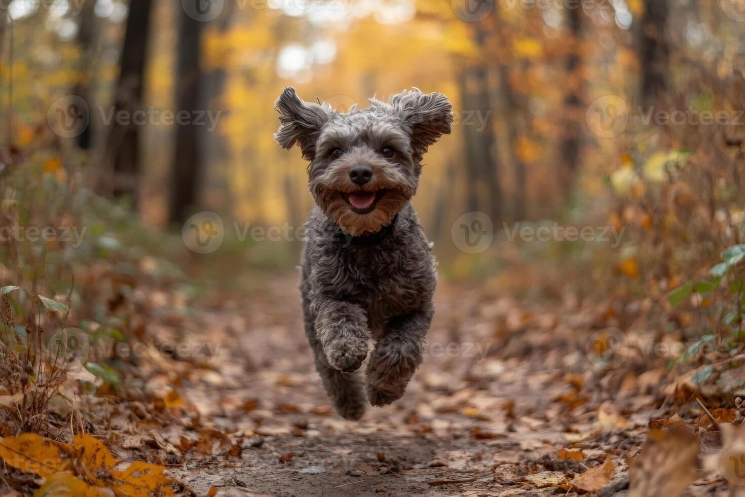 Happy dog running and jumping in autumn forest photo