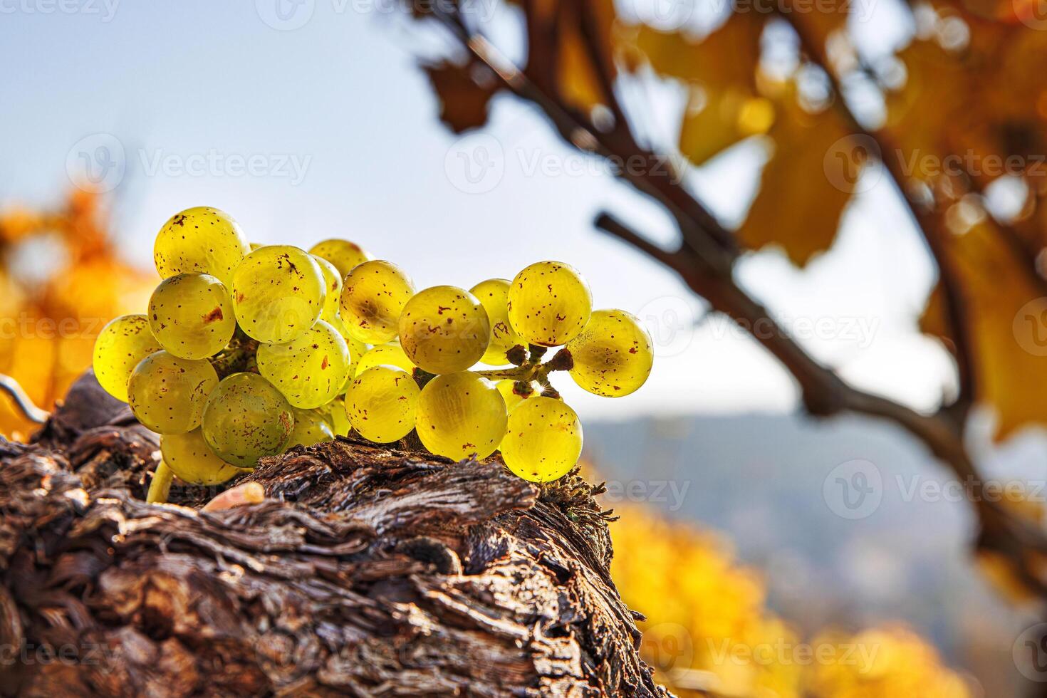 Closeup low angle view of a green grape cluster on golden hour. Bunch of grapes on a grapevine trunk with clear blue sky. Autumn harvest season. Selective focus photo