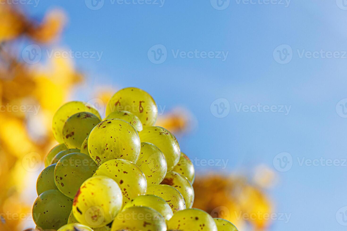 Closeup view of a green grape cluster captured from a low angle with a clear blue sky in the background. Selective focus photo