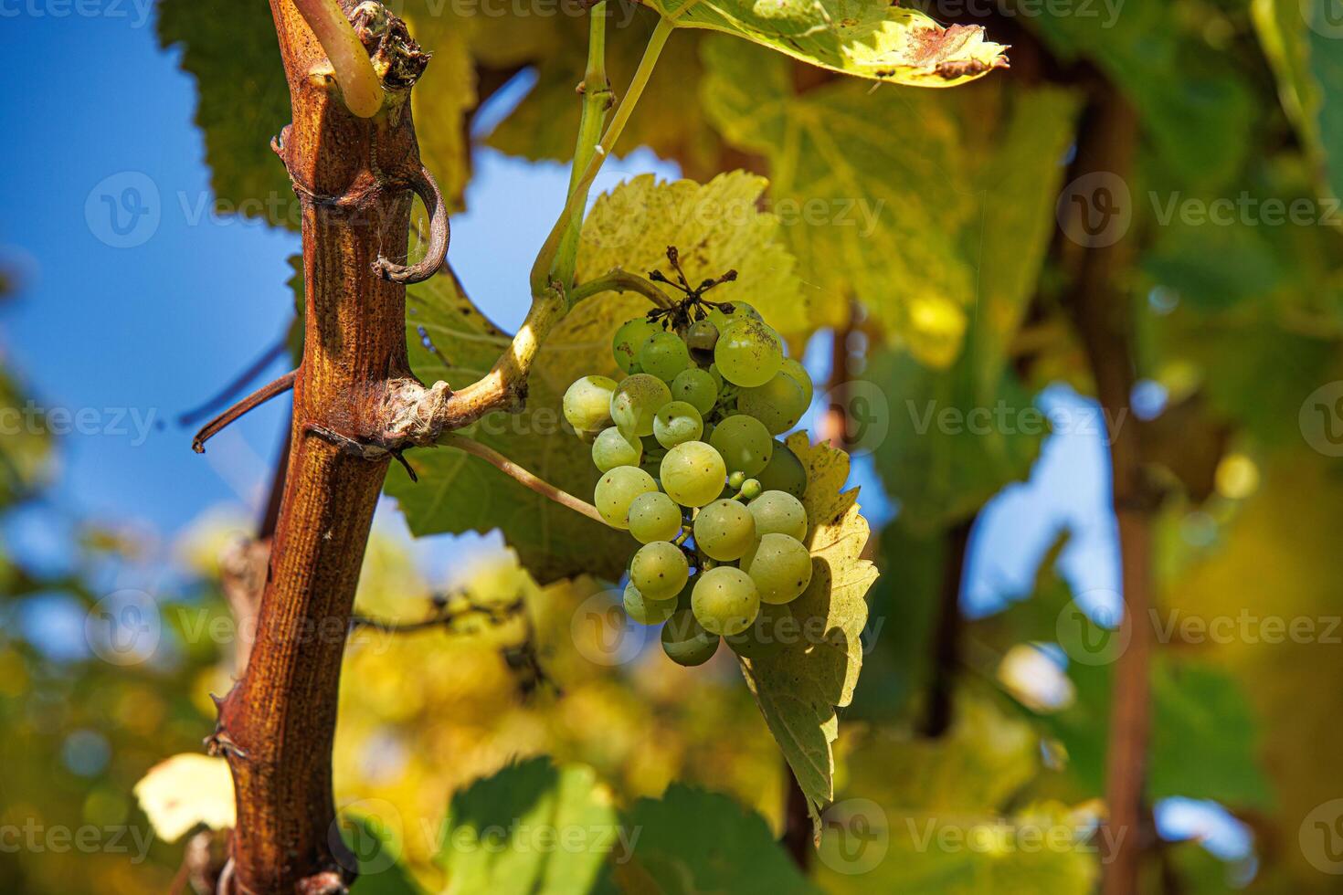 Cluster of ripe green grapes on vine. Bunch of grapes on a sunny autumn day. Selective focus photo