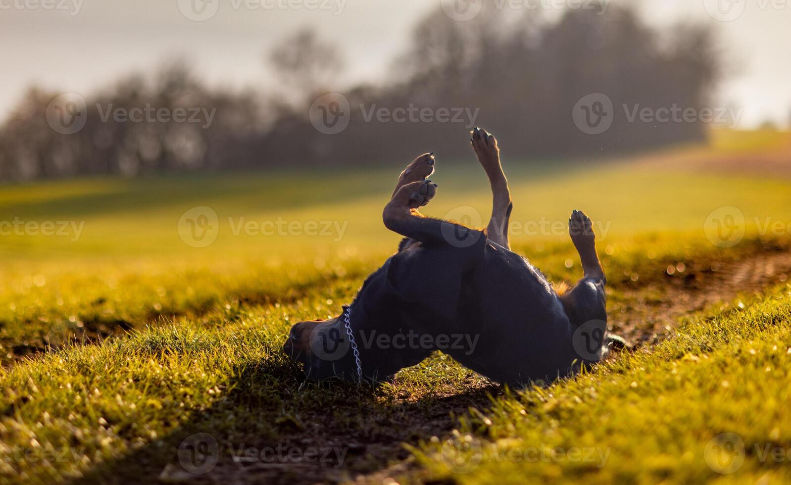 Cheerful Rottweiler somersaults in the meadow under the morningRottweiler somersaults cheerfully in morning meadow photo